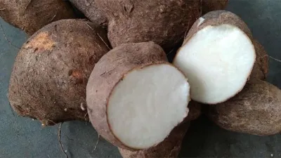 Uwi Ditinggalkan, Ketahanan Pangan Indonesia Teruji
