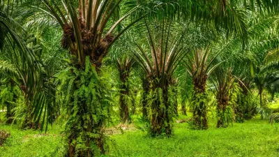 Data Kementan: Produksi Kelapa Sawit Capai 46,55 Juta Ton