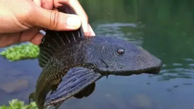 Data KKP Ungkap Invasi Ikan Sapu-Sapu Mengancam Ketahanan Air Nasional