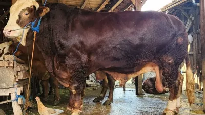 Prabowo Kurban 1.098 Sapi, Transparansi Anggaran Dipertanyakan