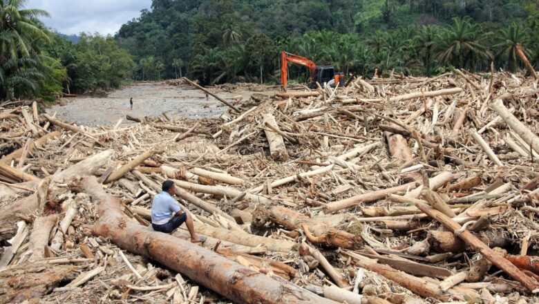 Data Baru Ungkap Deforestasi Kalimantan–Papua Kian Mendesak untuk Ditangani