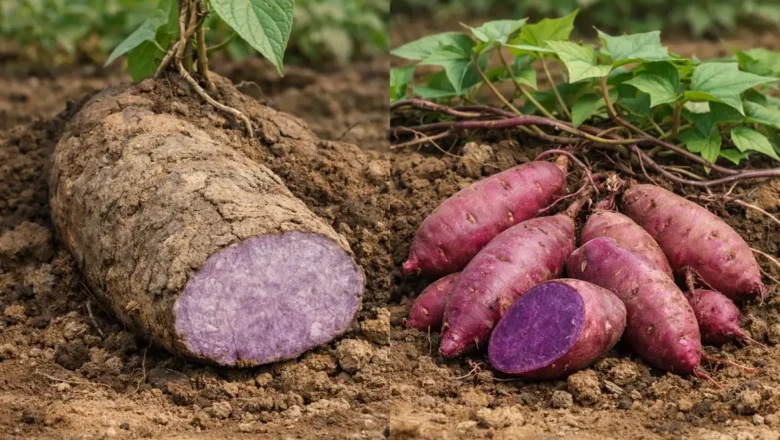 Uwi Ungu Bukan Ubi Ungu, Pilihan Pangan di Tengah Krisis Iklim