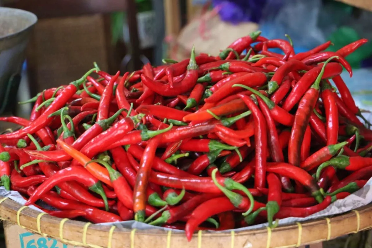 Harga cabai hari ini