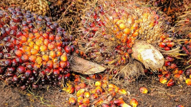 Mitigasi Ekspor Sawit Nasional di Tengah Eskalasi Konflik Selat Hormuz