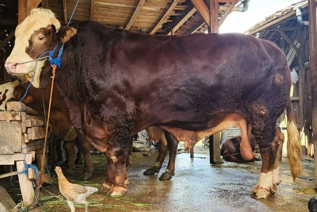 Sapi Kurban Presiden Prabowo